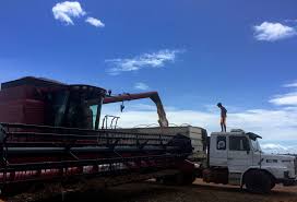 Colheitadeira descarregando grãos em caminhão graneleiro enquanto um trabalhador em pé sobre o veículo acompanha o processo, sob céu azul.