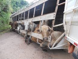 Vacas alinhadas em um caminhão tombado