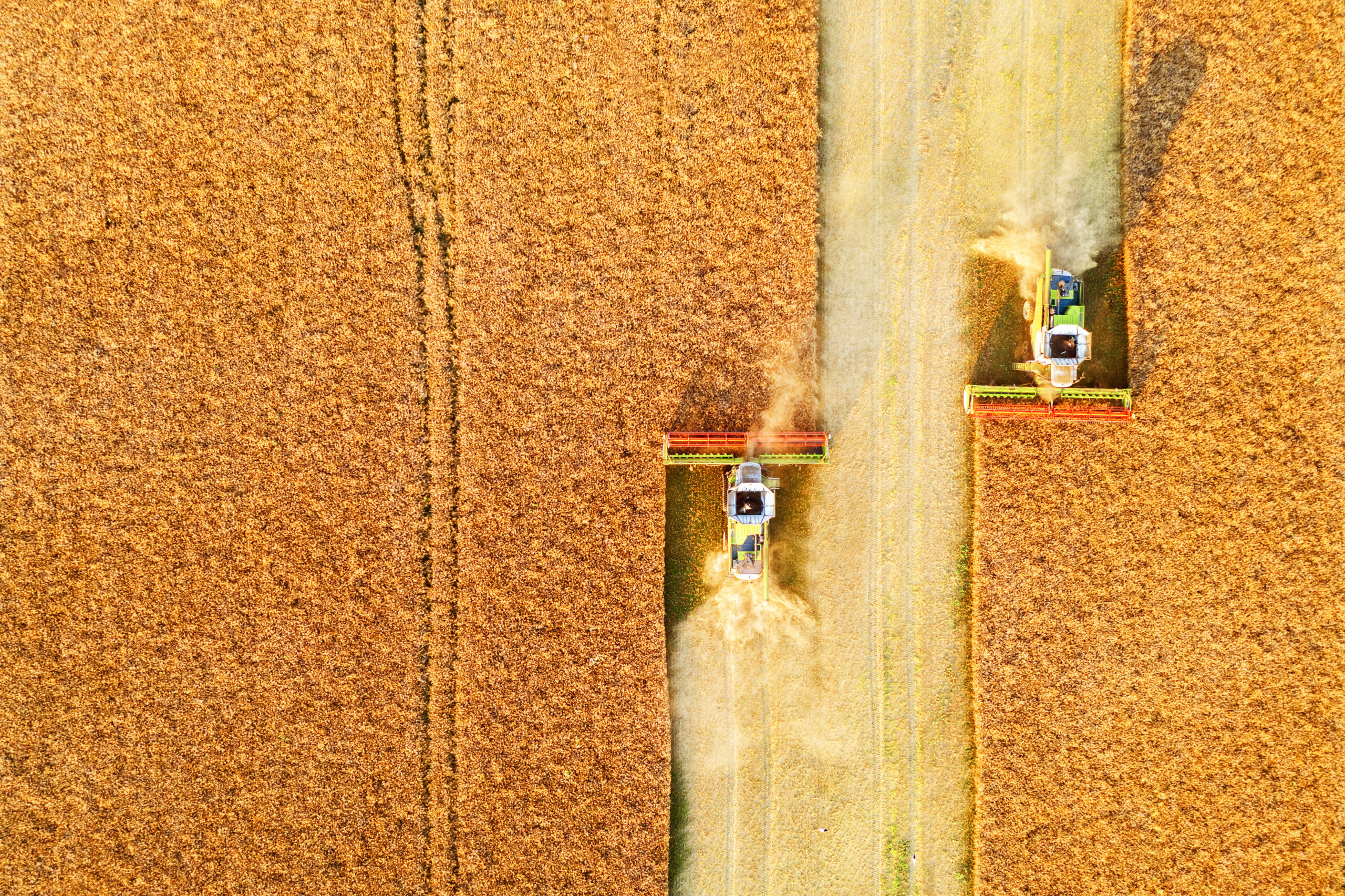 Harvesting oilseed rape in autumn field