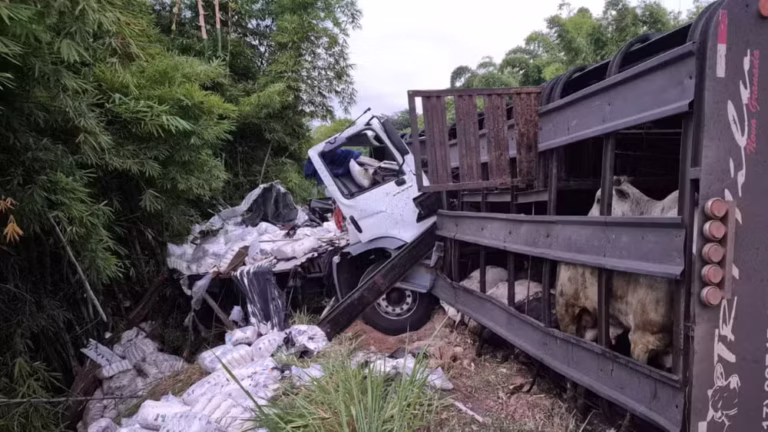 Morte em choque com caminhão boiadeiro