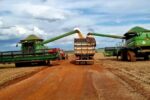 Soja em Goias
